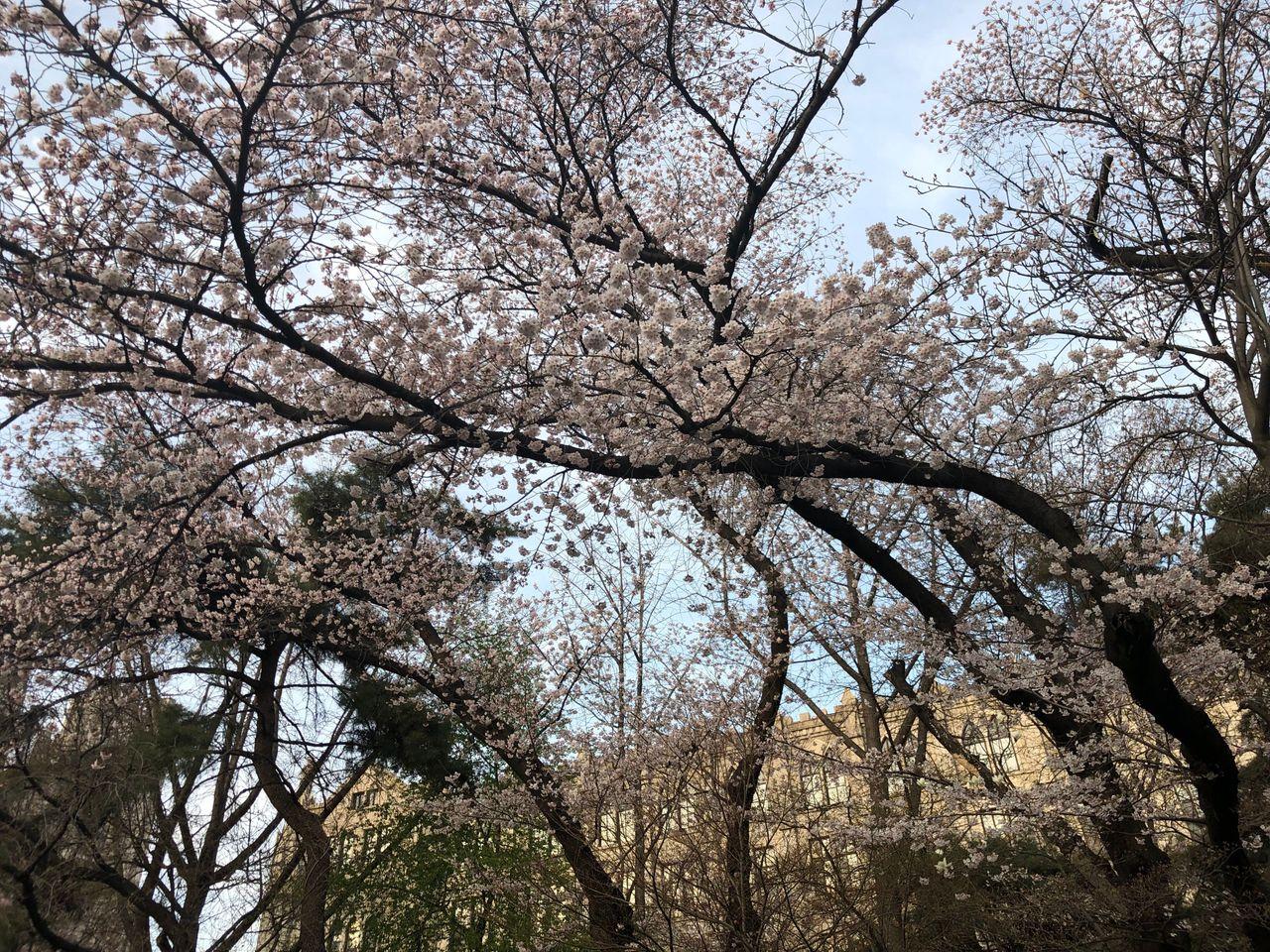 Take a walk on Kyung Hee campus with European architecture and cherry blossoms